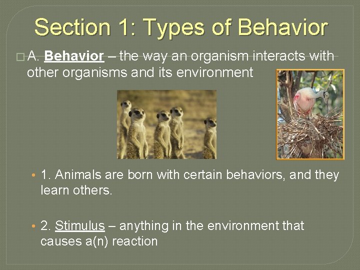 Section 1: Types of Behavior � A. Behavior – the way an organism interacts