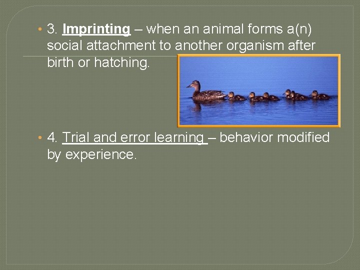  • 3. Imprinting – when an animal forms a(n) social attachment to another