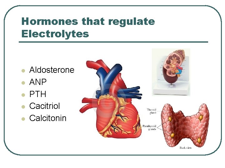 Hormones that regulate Electrolytes l l l Aldosterone ANP PTH Cacitriol Calcitonin 