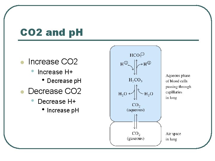CO 2 and p. H l l Increase CO 2 • Increase H+ •