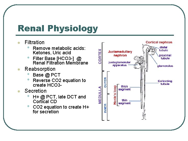 Renal Physiology l l l Filtration • • Remove metabolic acids: Ketones, Uric acid