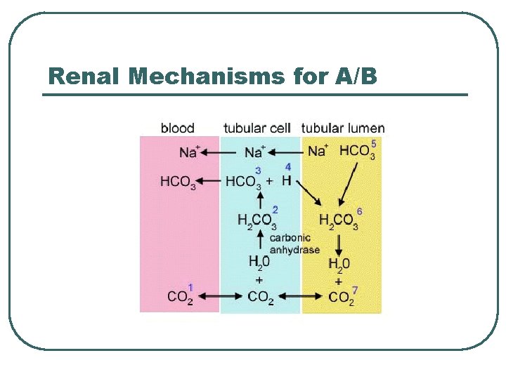 Renal Mechanisms for A/B 