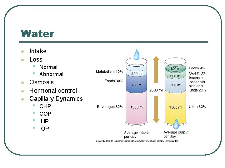 Water l l l Intake Loss • • Normal Abnormal Osmosis Hormonal control Capillary
