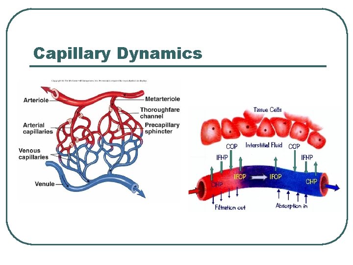 Capillary Dynamics 