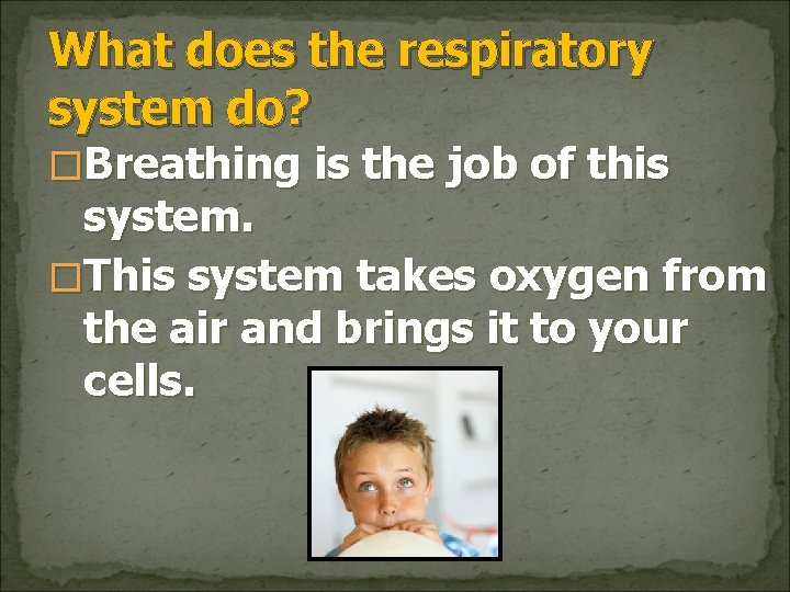 What does the respiratory system do? �Breathing is the job of this system. �This
