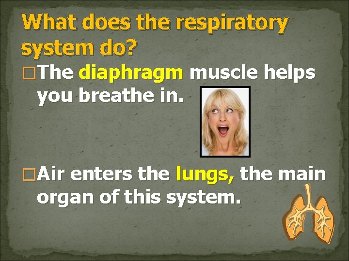 What does the respiratory system do? �The diaphragm muscle helps you breathe in. �Air