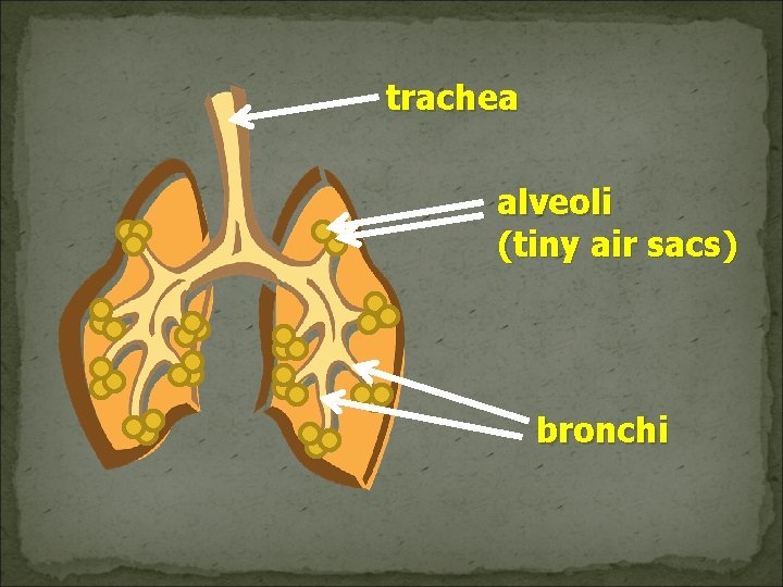 trachea alveoli (tiny air sacs) bronchi 