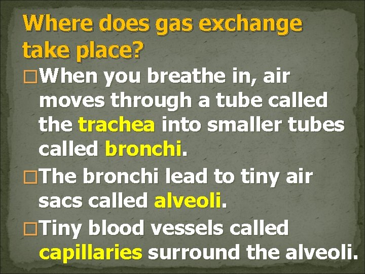 Where does gas exchange take place? �When you breathe in, air moves through a