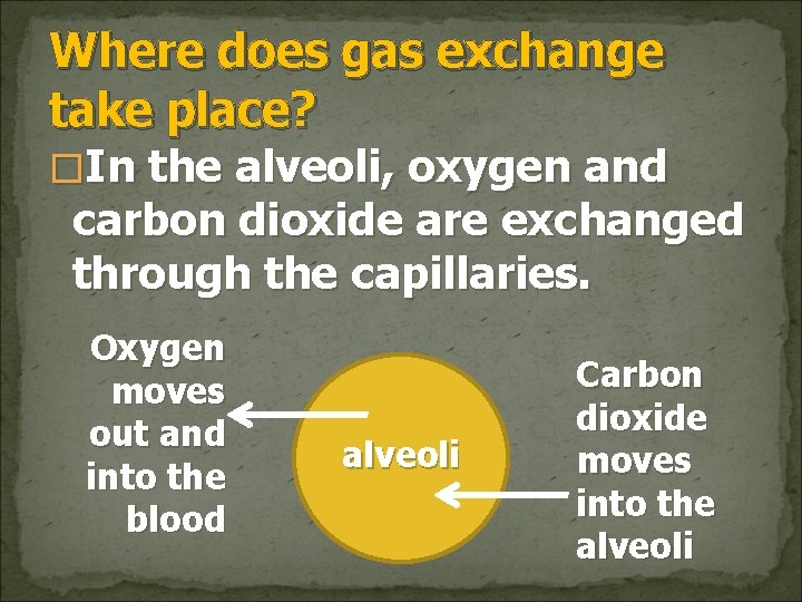 Where does gas exchange take place? �In the alveoli, oxygen and carbon dioxide are