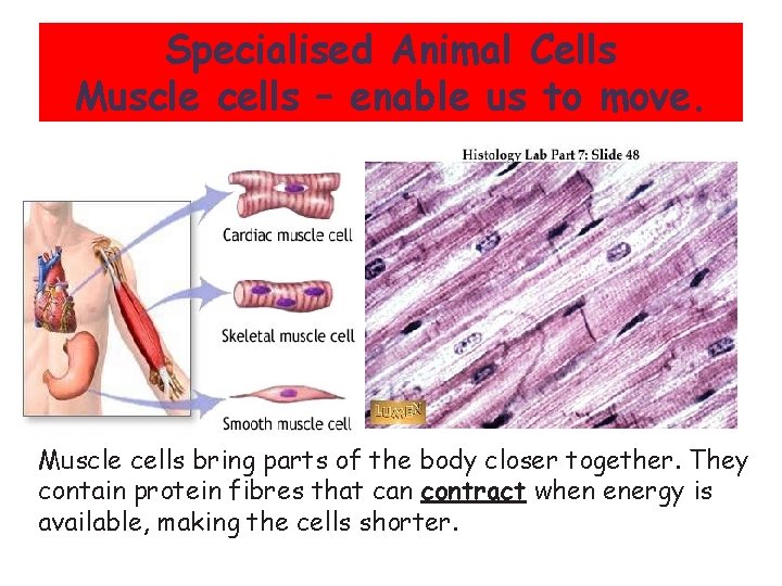 Specialised Animal Cells Muscle cells – enable us to move. Muscle cells bring parts