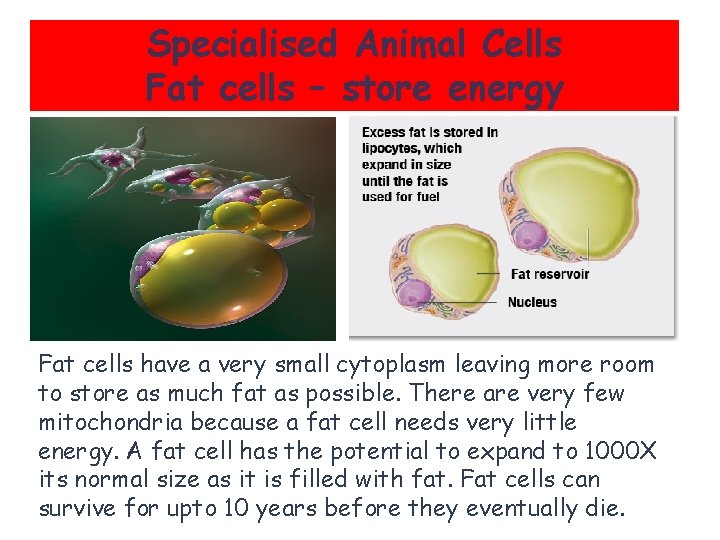 Specialised Animal Cells Fat cells – store energy Fat cells have a very small