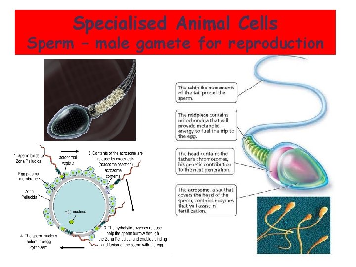 Specialised Animal Cells Sperm – male gamete for reproduction 