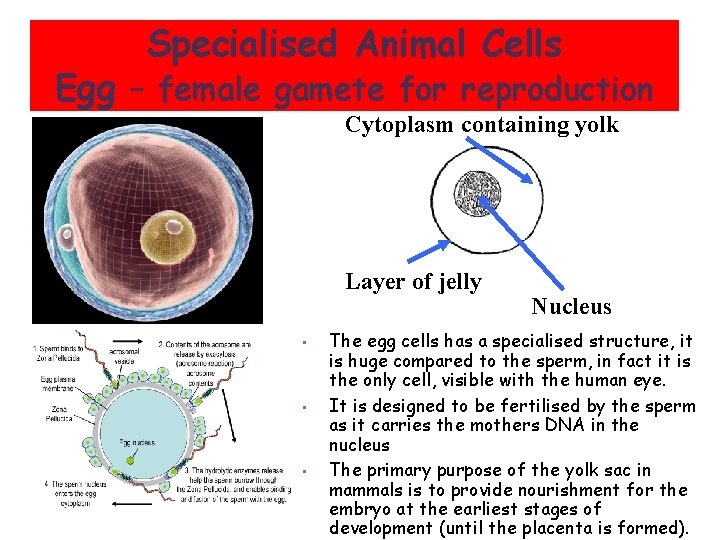 Specialised Animal Cells Egg – female gamete for reproduction Cytoplasm containing yolk Layer of