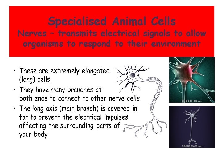 Specialised Animal Cells Nerves – transmits electrical signals to allow organisms to respond to