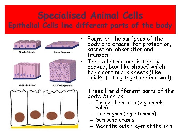 Specialised Animal Cells Epithelial Cells line different parts of the body • Found on