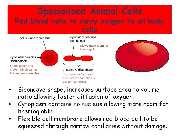 Red blood cells – Carry oxygen Specialised Animal Cells to all Red blood cells