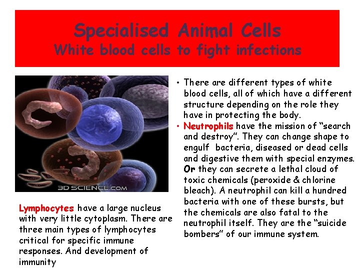 Specialised Animal Cells White blood cells to fight infections • There are different types