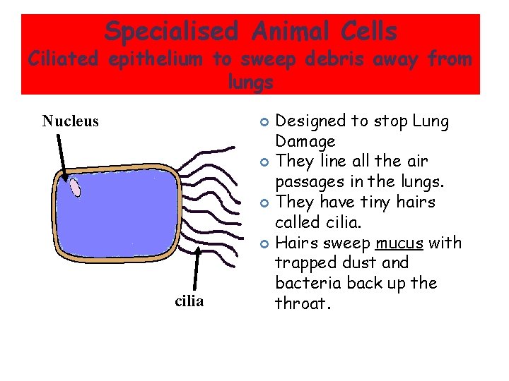 Specialised Animal Cells Ciliated epithelium to sweep debris away from lungs Nucleus Designed to
