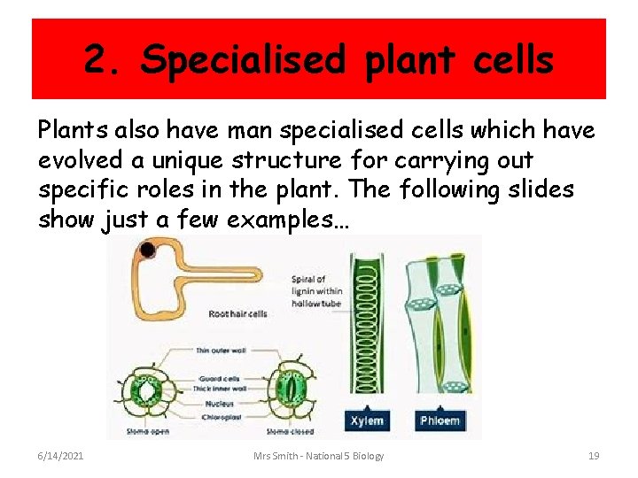 2. Specialised plant cells Plants also have man specialised cells which have evolved a