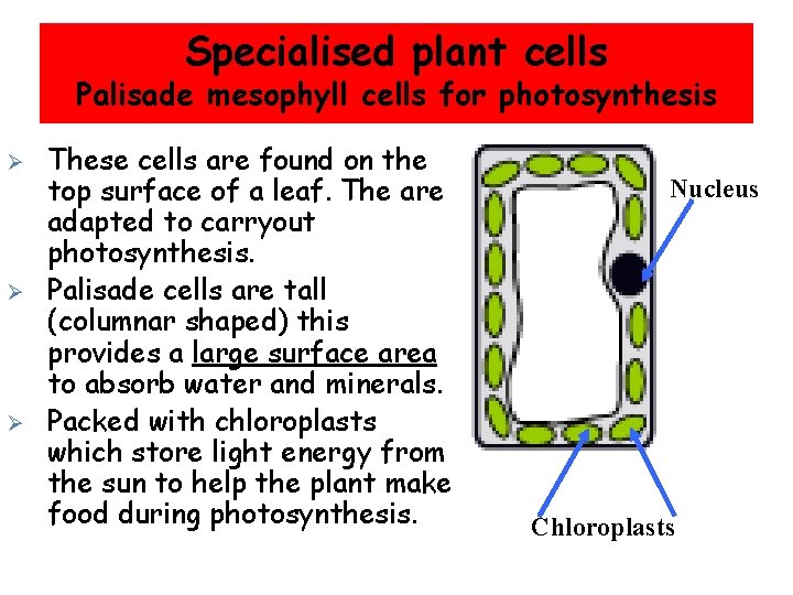 Specialised plant cells Palisade mesophyll cells for photosynthesis Ø Ø Ø These cells are