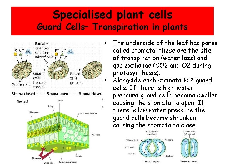 Specialised plant cells Guard Cells– Transpiration in plants • The underside of the leaf