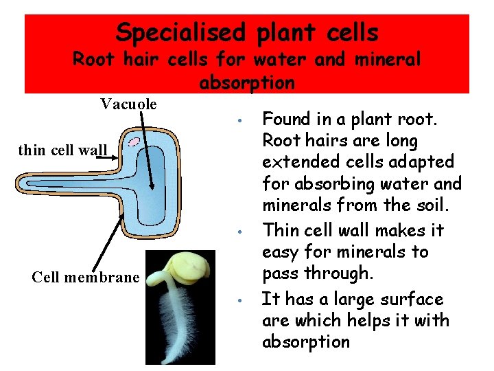 Specialised plant cells Root hair cells for water and mineral absorption Vacuole • thin
