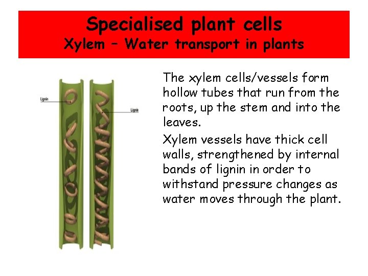 Specialised plant cells Xylem – Water transport in plants • • The xylem cells/vessels