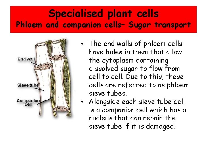 Specialised plant cells Phloem and companion cells– Sugar transport • The end walls of
