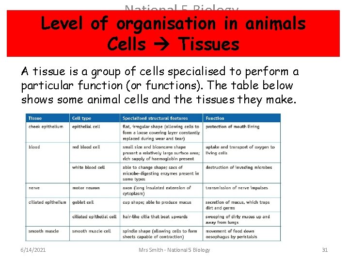 National 5 Biology Level of organisation in animals Cells Tissues A tissue is a