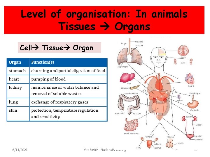 Level of organisation: In animals Tissues Organs Cell Tissue Organ 6/14/2021 Mrs Smith -