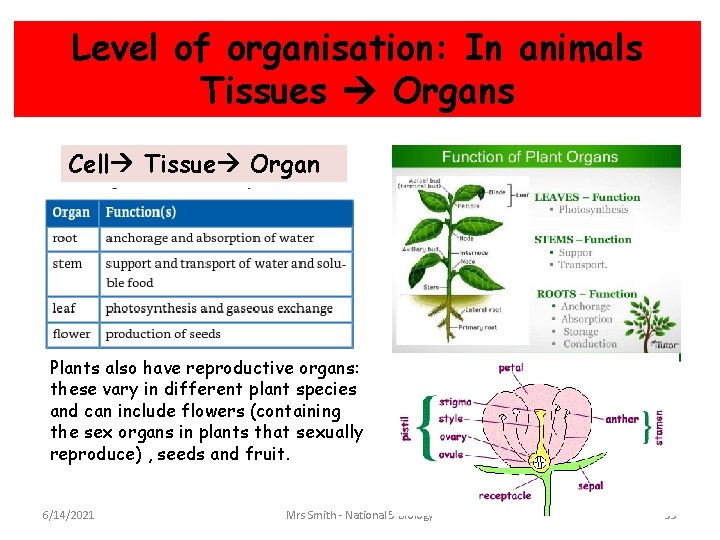 Level of organisation: In animals Tissues Organs Cell Tissue Organ Plants also have reproductive