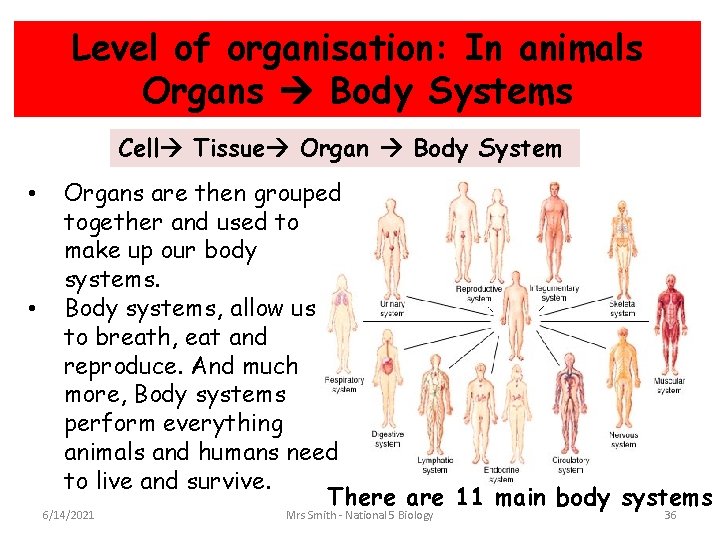Level of organisation: In animals Organs Body Systems Cell Tissue Organ Body System •