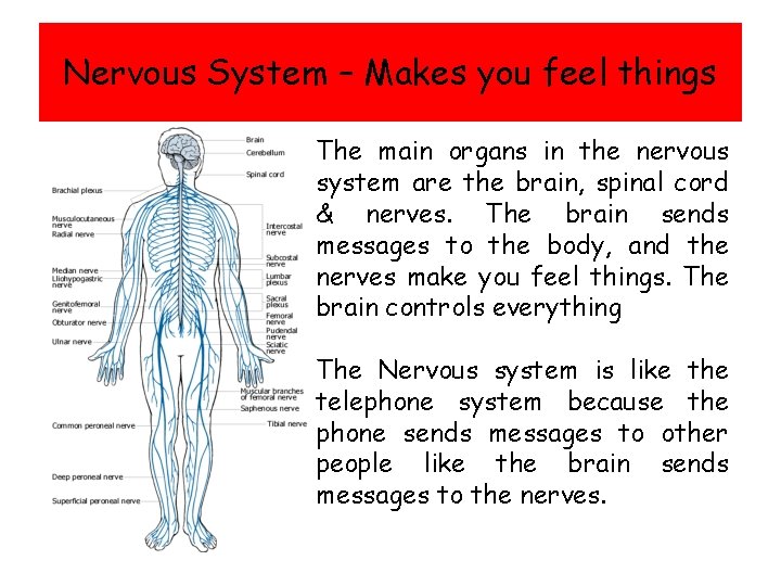 Nervous System – Makes you feel things The main organs in the nervous system