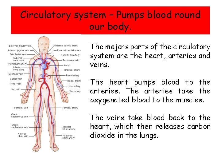Circulatory system – Pumps blood round our body. The majors parts of the circulatory