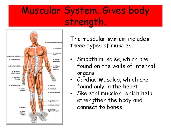 Muscular System. Gives body strength. The muscular system includes three types of muscles. •