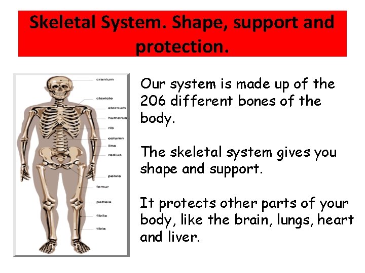 Skeletal System. Shape, support and protection. Our system is made up of the 206