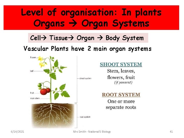 Level of organisation: In plants Organs Organ Systems Cell Tissue Organ Body System Vascular