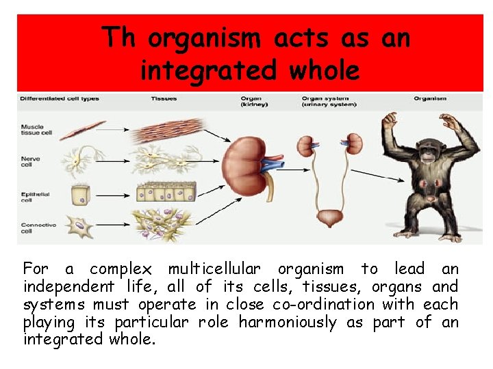 Th organism acts as an integrated whole For a complex multicellular organism to lead