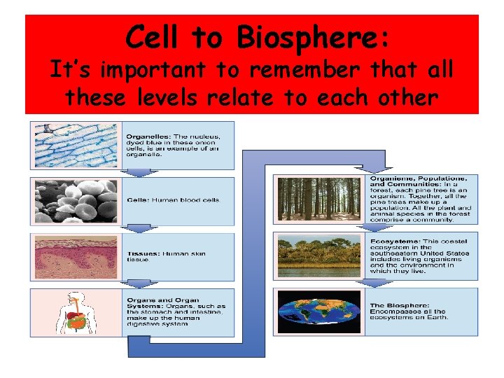 Cell to Biosphere: It’s important to remember that all these levels relate to each