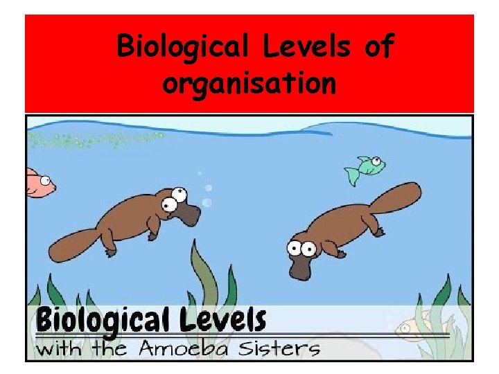 Biological Levels of organisation 
