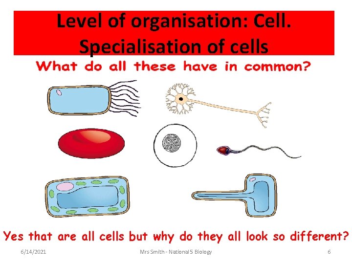 Level of organisation: Cell. Specialisation of cells Yes that are all cells but why