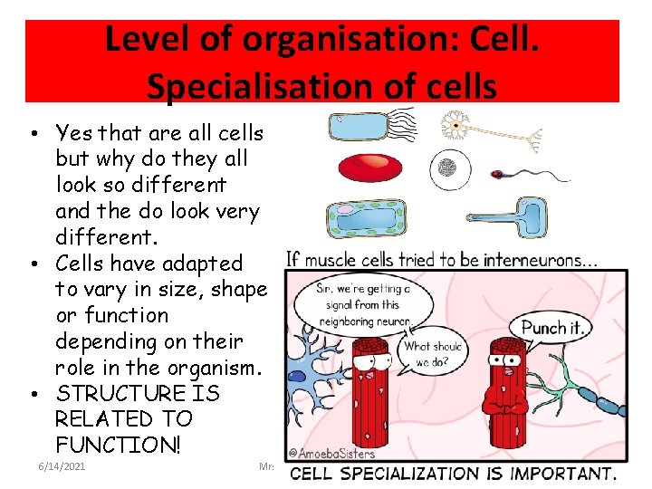 Level of organisation: Cell. Specialisation of cells • Yes that are all cells but
