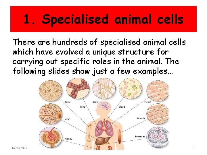 1. Specialised animal cells There are hundreds of specialised animal cells which have evolved