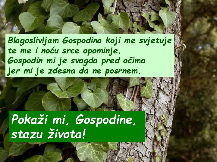 Blagoslivljam Gospodina koji me svjetuje te me i noću srce opominje. Gospodin mi je