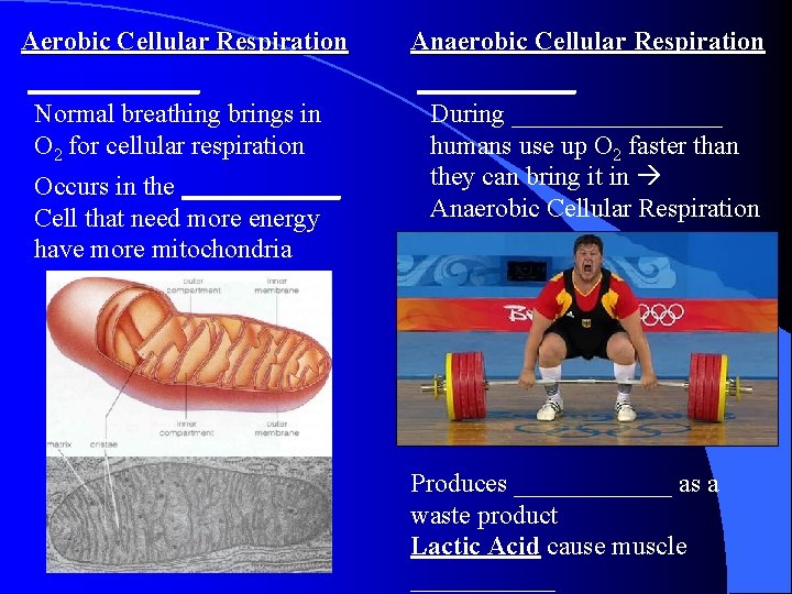 Aerobic Cellular Respiration _______ Normal breathing brings in O 2 for cellular respiration Occurs