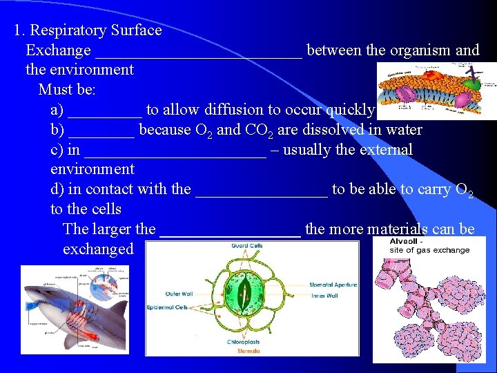 1. Respiratory Surface Exchange _____________ between the organism and the environment Must be: a)