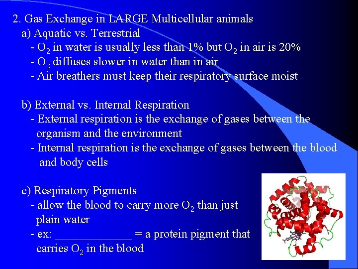2. Gas Exchange in LARGE Multicellular animals a) Aquatic vs. Terrestrial - O 2