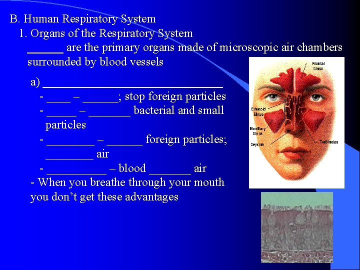 B. Human Respiratory System 1. Organs of the Respiratory System ______ are the primary