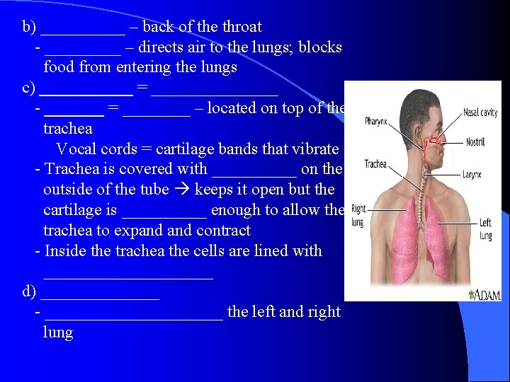 b) _____ – back of the throat - _____ – directs air to the
