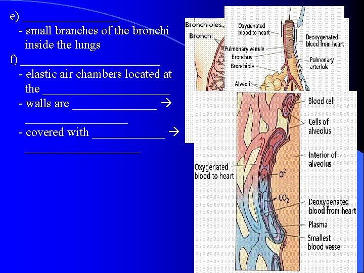 e) ________ - small branches of the bronchi inside the lungs f) ____________ -